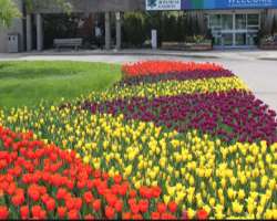 The garden owns over 1100 species of plants. It aims to provide protection to endangered species in Canada.
